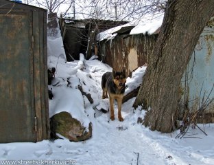 Собаки на улицах Харькова