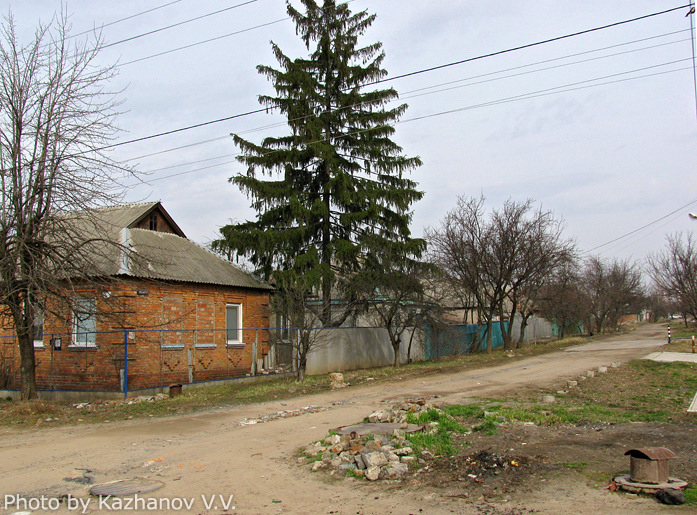 Ели на ул. Боевой (фото) Ели на ул. Боевой (фото)