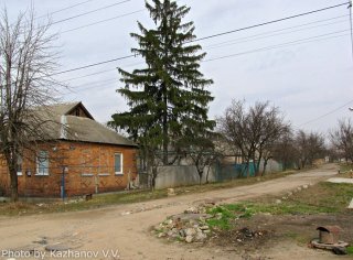 Ели на ул. Боевой (фото)