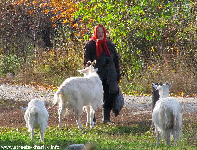 Бабушка пасёт коз на улице Козюлинской, Харьков