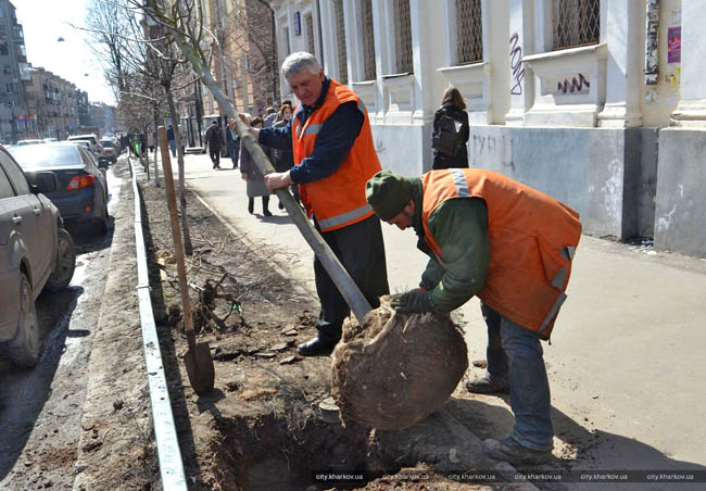 деревья в Харькове, посадка на улице Пушкинской